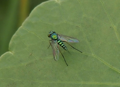 [The fly is perched on a green leaf, but its sparkly-green and black striped body is clearly visible. The fly faces away from the camera, so only the tops of its eyes are visible. ]
